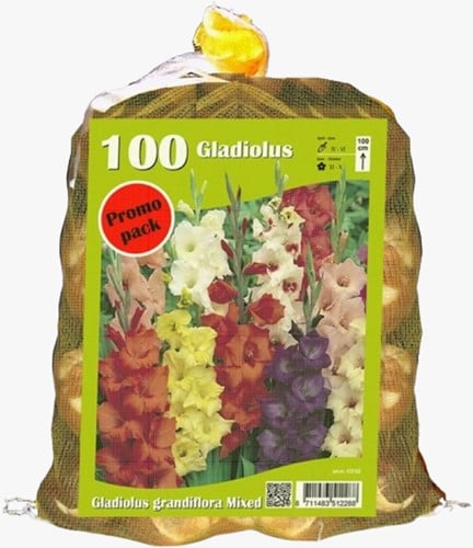 Gladiolen Grootbloemig (Voordeelpakket)