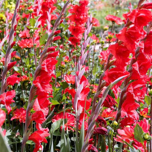 Gladiolen Rood - Gladiolus Traderhon
