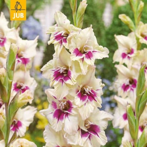 Gladiolus Amber Mistique - Zwaardlelie