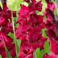 6x Gladiolen Black Star - Gladiolus
