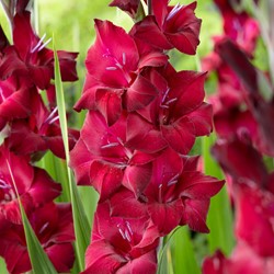 Gladiolen Black Star - Gladiolus