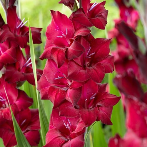 6x Gladiolen Black Star - Gladiolus