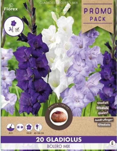 Gladiolus Bolero Mix - Gladiool