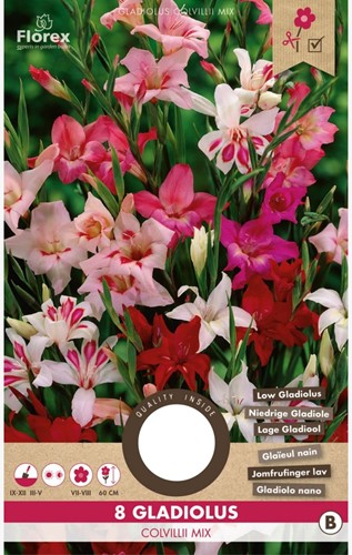 Gladiolus Colvillii Gemengd – Zwaardlelie