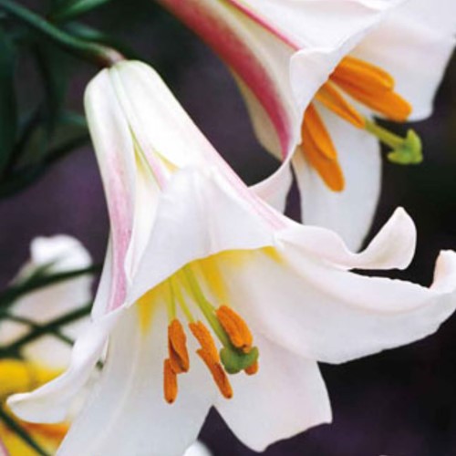 Lilium Regale - Lelie
