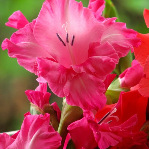 Gladiolus Fairytale Pink - Zwaardlelie