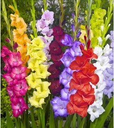 Gladiolen Mix (Voordeelpakket) - Gladiolus