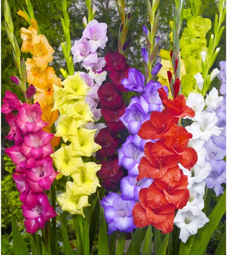 Gladiolen Mix (Voordeelpakket) - Gladiolus