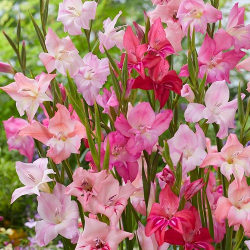 Gladiool Mini Mix - Gladiolus Nanus