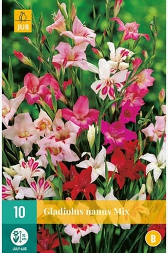 Gladiool Mini Mix - Gladiolus Nanus-2