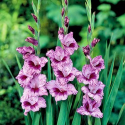 Gladiolen Passos - Gladiolus