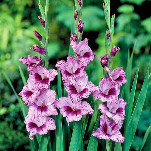Gladiolen Passos - Gladiolus
