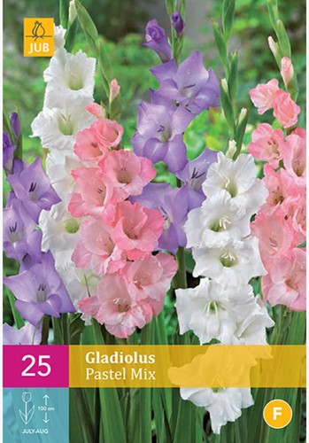 Gladiolen Pastel Mix - Gladiolus-2