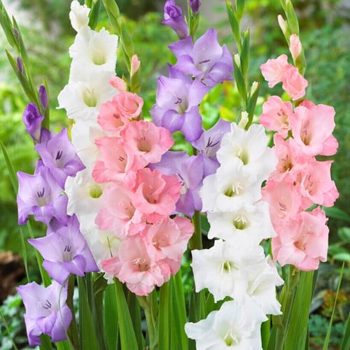 Gladiolen Pastel Mix - Gladiolus
