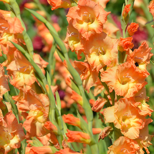 Gladiolus Peter Pears - Gladiool