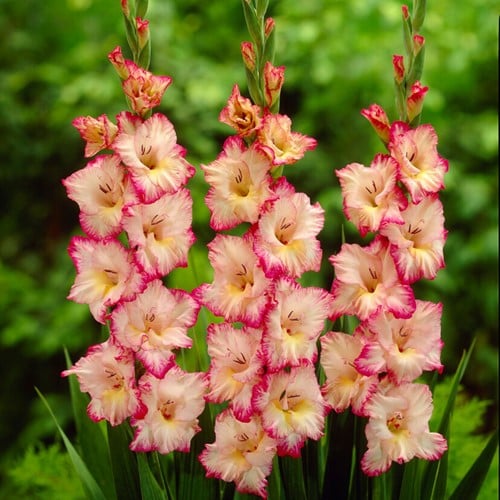 Gladiool Priscilla - Gladiolus