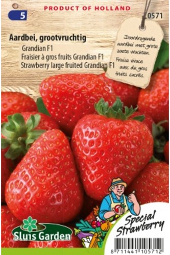 Aardbei Grandian F1
