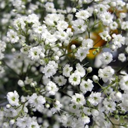 Gypsophila Paniculata - Gipskruid