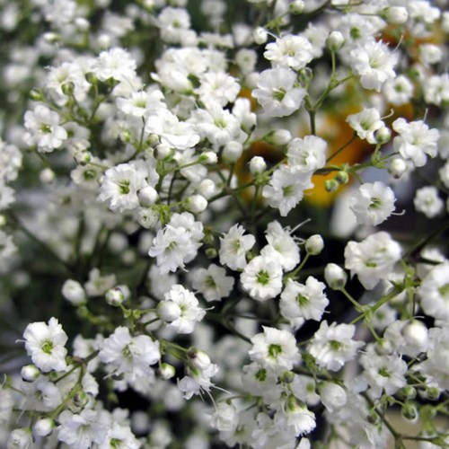 Gypsophila Paniculata - Gipskruid