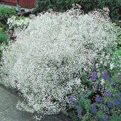 Gypsophila Perfecta - Gipskruid