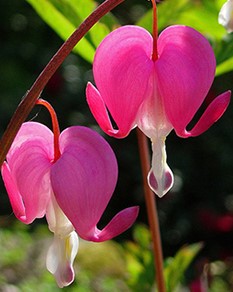 Gebroken Hartje Roze - Dicentra Spectabilis