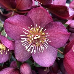 Helleborus Orientalis - Potplant
