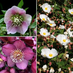 Helleborus Orientalis Mix - Nieskruid Potplant