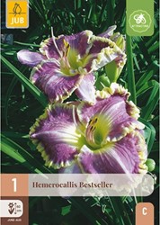 Hemerocallis Bestseller - Daglelie