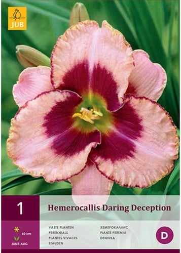 Hemerocallis Daring Deception
