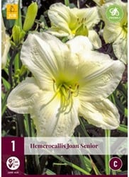 Hemerocallis Joan Senior - Daglelie
