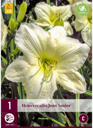 Hemerocallis Joan Senior - Daglelie