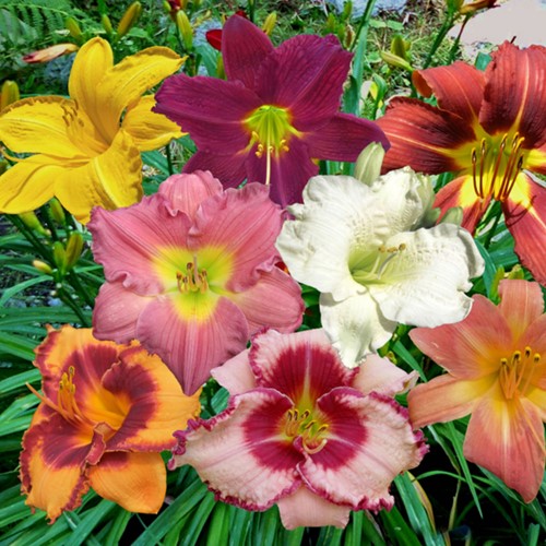 Hemerocallis Mix - Daglelie (Sixpack)