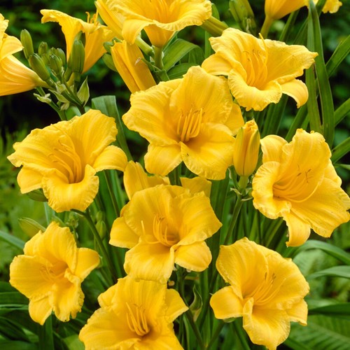 Daglelie Stella d'Oro - Hemerocallis potplant (Sixpack)