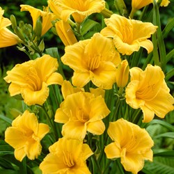 Hemerocallis Stella d'Oro - Daglelie (potplant)