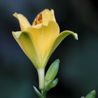 Hemerocallis Stella d'Oro - Daglelie (potplant)-2