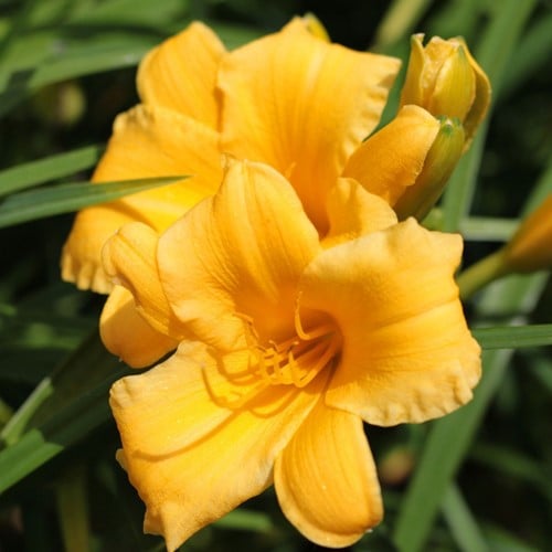 Hemerocallis Stella d'Oro - Daglelie (potplant)