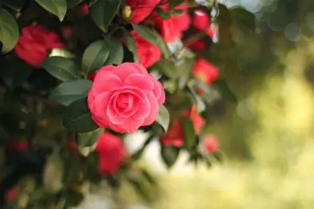 Camelia