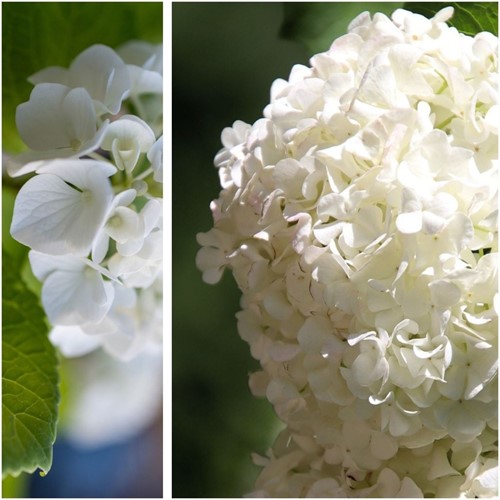 Hortensia Wit - Hydrangea