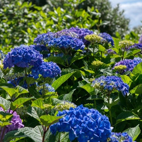 Hortensia Bodensee- Hydrangea macrophylla