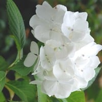 Hortensia Soeur Thérèse - Hydrangea macrophylla