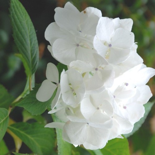 Hortensia Soeur Thérèse - Hydrangea macrophylla