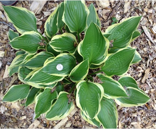 Hosta Aureomarginata - Hartlelie (Potplant)