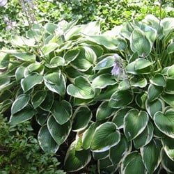 Hosta Francee - Hartlelie (Potplant)