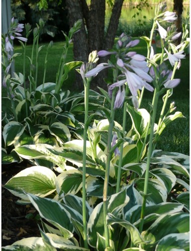 Witte Hosta Patriot - Hartlelie (Potplant)