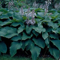 Hosta Sieboldii Blauwe / Sieboldiana - Hartlelie