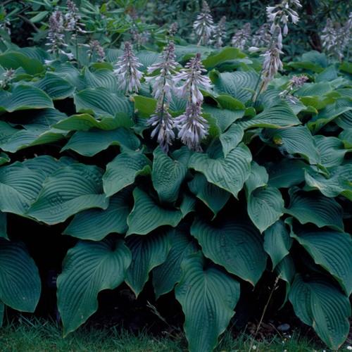 Hosta Sieboldii Blauwe / Sieboldiana - Hartlelie