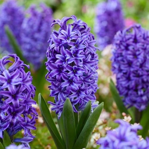 Hyacint Delfts Blauw - Hyacinthus Blue Jacket