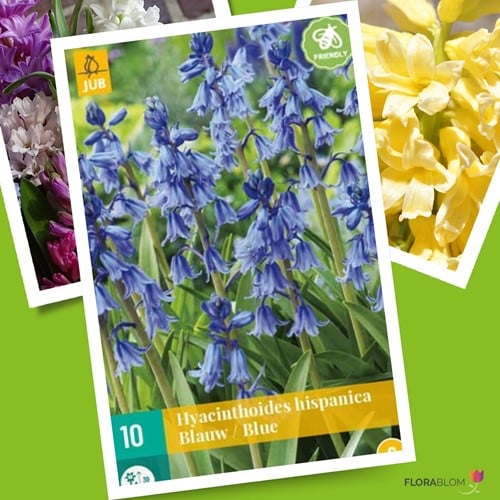 Hyacinthoides Hispanica Blauw – Spaanse Boshyacinten