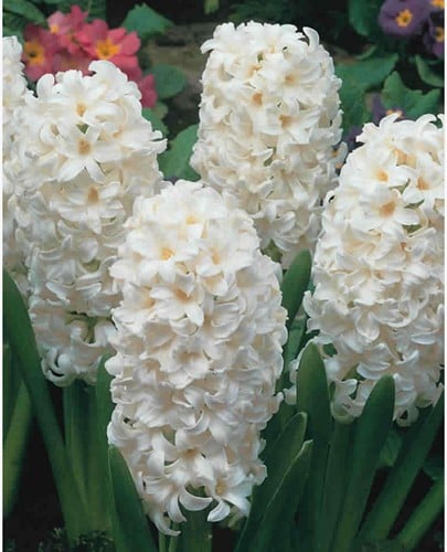 Hyacint Aiolos - Hyacinthus