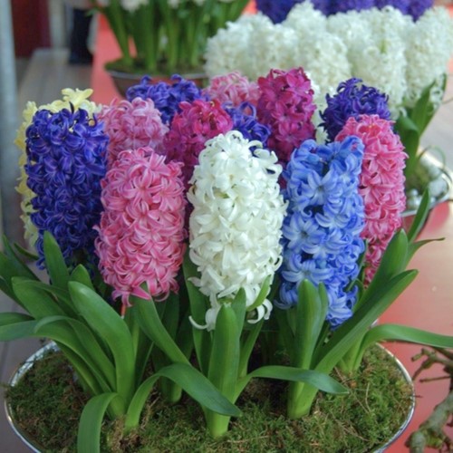 Hyacinten Fantasie Mix - Hyacinthus